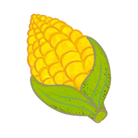 Watercolor corn on white background. Hand drawn illustration of corn.のイラスト素材