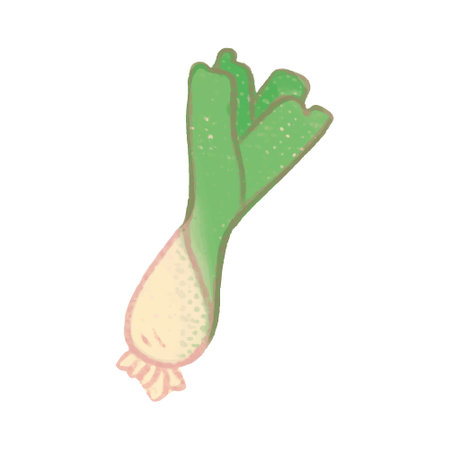 Illustration of a leek on a white background. Vector illustration.のイラスト素材