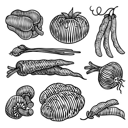 Set of hand drawn vegetables. Vector illustration in vintage engraved style.のイラスト素材