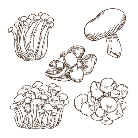 Mushroom set. Hand drawn vector illustration isolated on white background.のイラスト素材