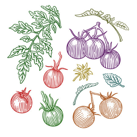 Hand drawn set of tomatoes on a white background. Vector illustration.のイラスト素材