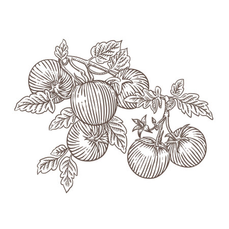 Tomato branch with fruits and leaves. Hand drawn vector illustration.のイラスト素材