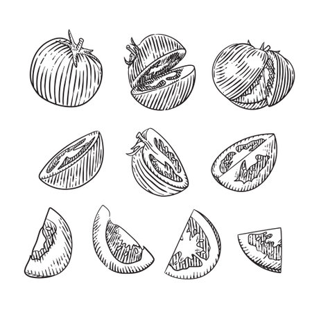 Tomatoes set. Hand drawn vector illustration. Isolated on white background.のイラスト素材