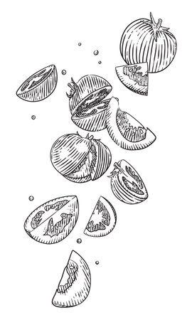 Slices of tomato. Hand drawn vector illustration in sketch style.のイラスト素材