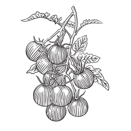 Tomatoes plant. Hand drawn vector illustration. Engraved style.のイラスト素材