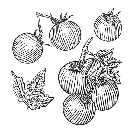 Tomatoes set. Hand drawn vector illustration. Isolated on white background.のイラスト素材