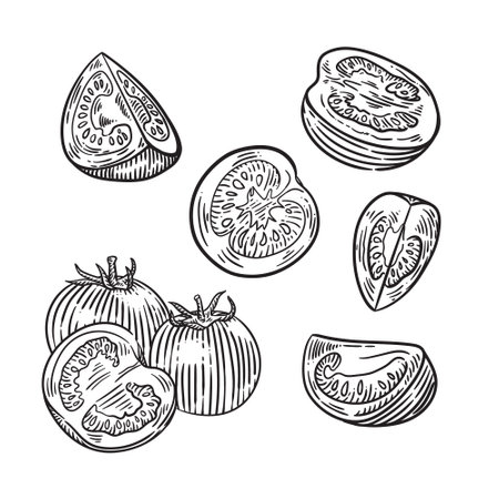 Tomato set. Hand drawn vector illustration. Isolated on white background.のイラスト素材
