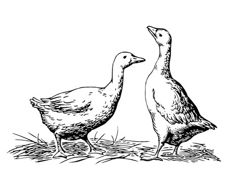 Two ducks on the grass, vintage line drawing or engraving illustration.のイラスト素材