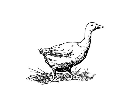 Vector hand drawn illustration of a goose. Isolated on white background.のイラスト素材
