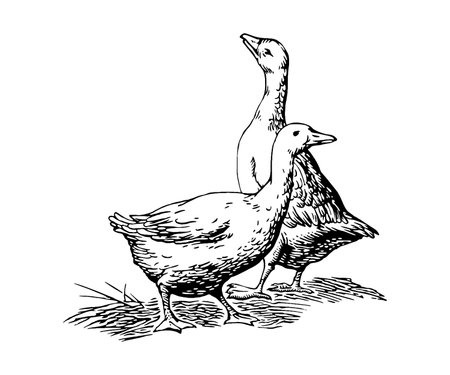Vector illustration of a goose and a duckling. Hand drawn poultry.のイラスト素材