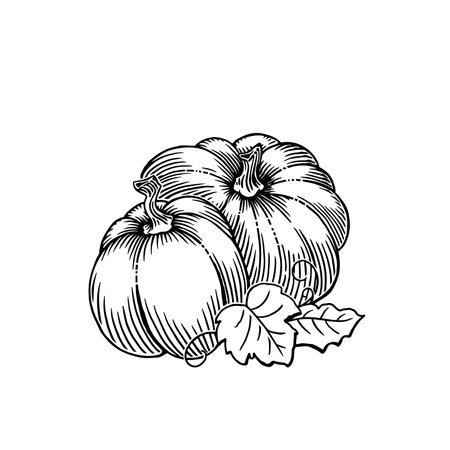 Pumpkin vegetable hand drawn illustration. Autumn harvest season. Black and white vector illustration.のイラスト素材