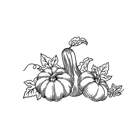 Pumpkin with leaves. Vector hand drawn illustration in sketch style.のイラスト素材