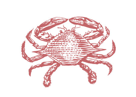 Crab. Hand drawn sketch. Vector illustration isolated on white background.のイラスト素材