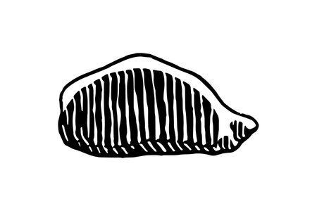Cuts of Pork. Vector illustration on white background.のイラスト素材