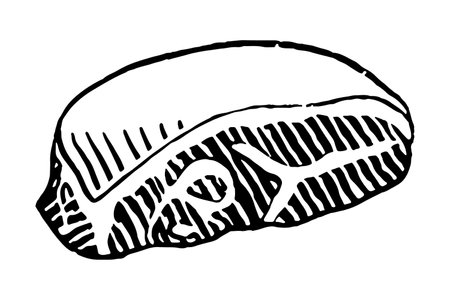 Cuts of Pork. Vector illustration on white background.のイラスト素材