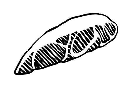 Cuts of Pork. Vector illustration on white background.のイラスト素材