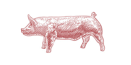 Pig vector engraving illustration. Scratch board style imitation. Black and white hand drawn image.のイラスト素材