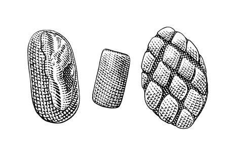 Pine cone. Vintage engraving illustration for web, mobile and infographics.のイラスト素材