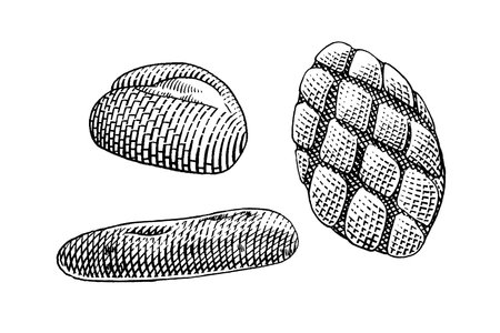 Bread. Vintage engraving style vector illustration. Isolated on white background.のイラスト素材