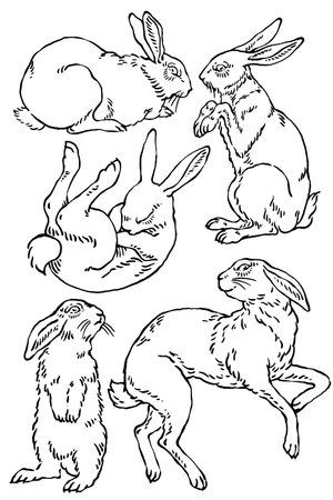 Rabbit in different poses, vintage line drawing or engraving illustration.のイラスト素材