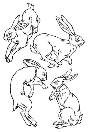 Rabbit in different poses, vintage line drawing or engraving illustration.のイラスト素材