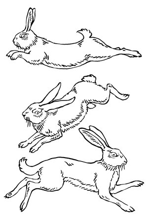 Rabbit in different poses, vintage line drawing or engraving illustration.のイラスト素材