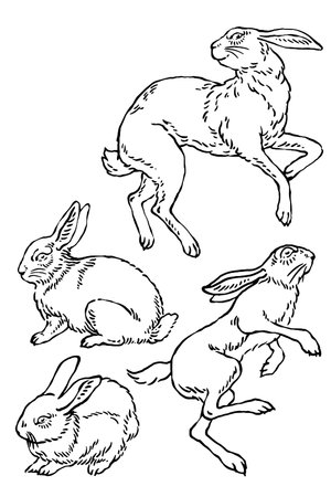 Rabbit in different poses, vintage line drawing or engraving illustration.のイラスト素材