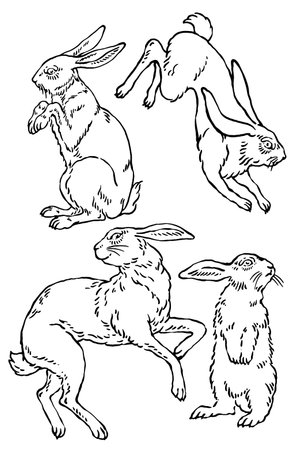 Rabbit in different poses, vintage line drawing or engraving illustration.のイラスト素材