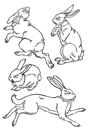 Rabbit in different poses, vintage line drawing or engraving illustration.のイラスト素材
