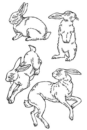 Rabbit in different poses, vintage line drawing or engraving illustration.のイラスト素材