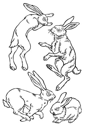 Rabbit in different poses, vintage line drawing or engraving illustration.のイラスト素材