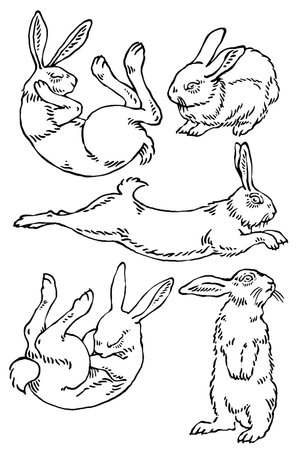Rabbit in different poses, vintage line drawing or engraving illustration.のイラスト素材