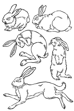 Rabbit in different poses, vintage line drawing or engraving illustration.のイラスト素材