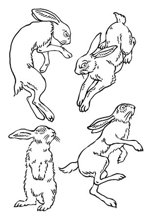 Rabbit in different poses, vintage line drawing or engraving illustration.のイラスト素材