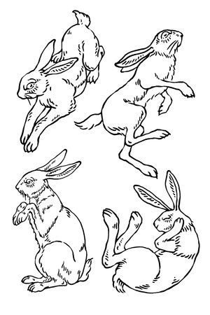 Rabbit in different poses, vintage line drawing or engraving illustration.のイラスト素材