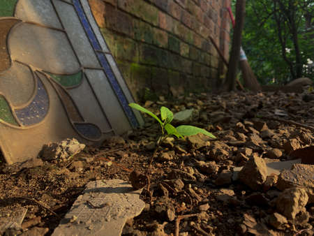 Small tree in the morning,  Caring for Small, Young Treesの写真素材