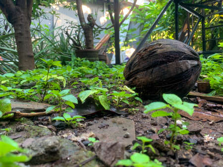 rotten coconut on forest gardenの写真素材