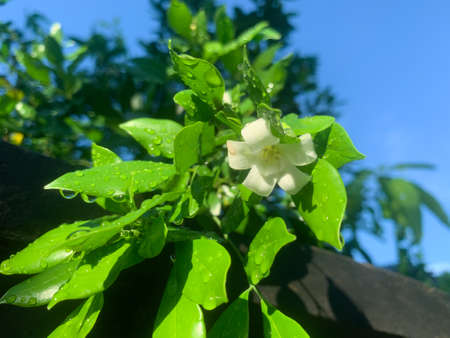 Little White Flower after rain in the morningの写真素材