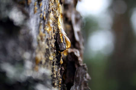 Pitch (amber) on a tree. The sun. A wood.の写真素材