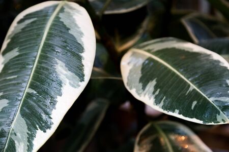 Exotic flora. Tropical green leaf. Close up.の写真素材