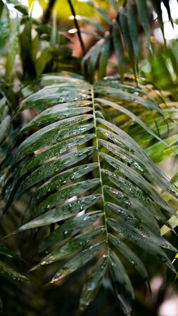 Exotic flora. Tropical palm green leaf. Close up.の写真素材
