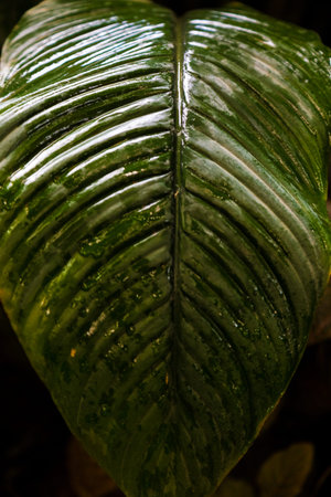 Exotic flora. Tropical palm green leaf. Close up.