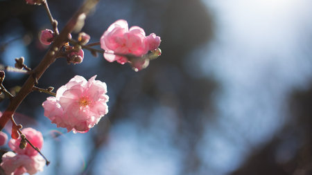 Blooming spring trees