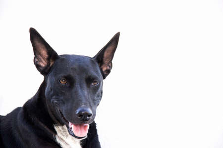 close-up black dog isolated on whiteの写真素材