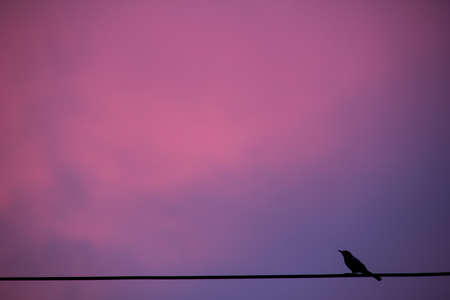 one bird on a phone line against pink sunsetの写真素材