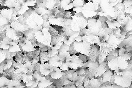 Close up of Black and white leafs as backgroundの写真素材