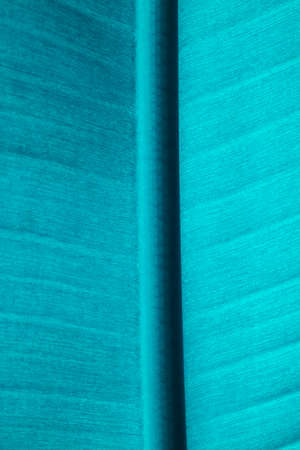 close-up blue banana leaf backgroundの写真素材