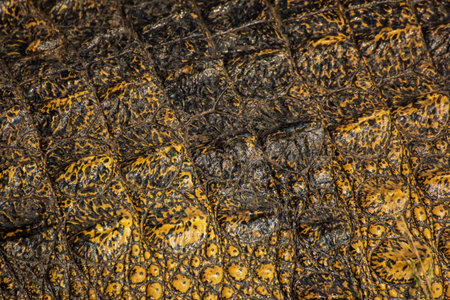 Crocodile skin texture  Shot in Thailand