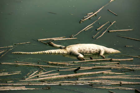 Dead crocodile corpse in the water pollutionの写真素材