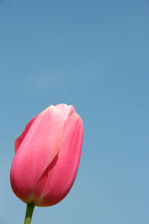 pink tulip with blue skyの写真素材
